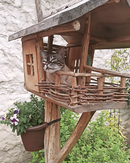 outdoor home for cats