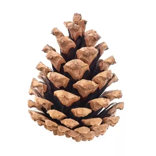 Billy Buckskin (20) Large Pine Cones for Crafts 3" to 4" Inch, Perfect Pine Cones Christmas Decorations and Home Decor Vase Fillers (Unscented)